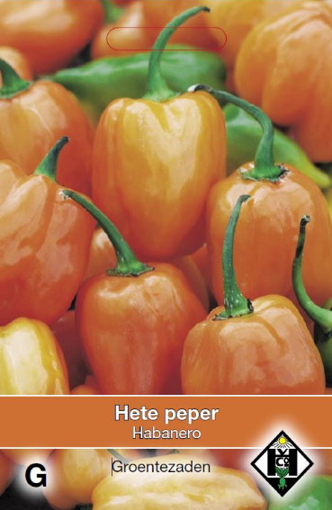 Habanero Chili Orange (Capsicum chinense) 40 Samen HE